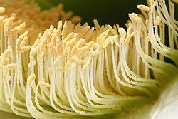 Closeup image of a cactus flower and its stamens